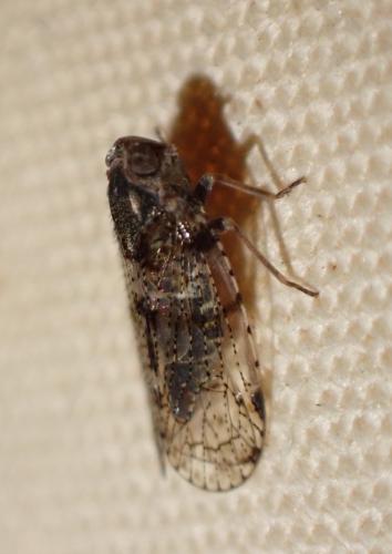 Réf. 325 473 : Cixius sp.